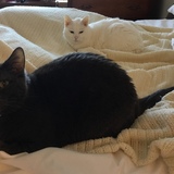 Entry image for Delilah and Morwen