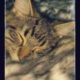 Entry image for Fluffy