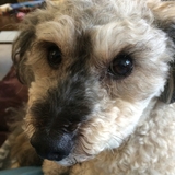 Entry image for Izzy