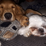 Entry image for Buddy and Alli