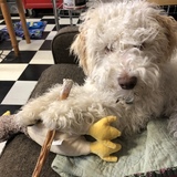 Entry image for Rebus