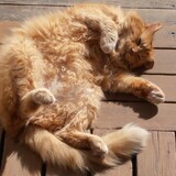 Entry image for Mortimer