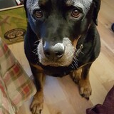 Entry image for Bubba