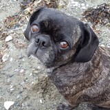 Entry image for Chloe Diamond