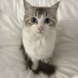 Entry image for Lynx