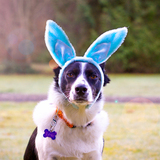 Entry image for Lexi