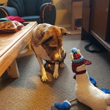 Entry image for Shuka 