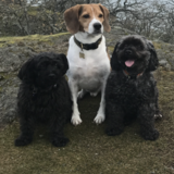 Entry image for Boots,Purple and Rudy