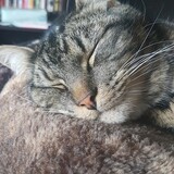 Entry image for Miss Mew