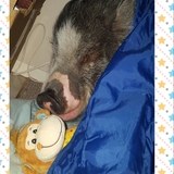 Entry image for Pumba