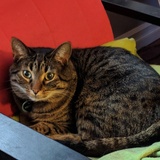 Entry image for Percival