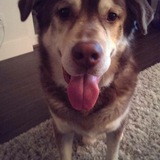 Entry image for Presley 