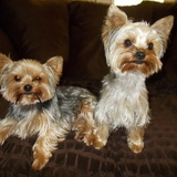 Entry image for Lacey and Chloey