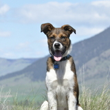 Entry image for Sprout