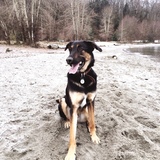 Entry image for Presley