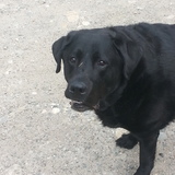 Entry image for Bear