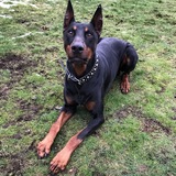 Entry image for Thor