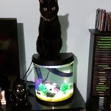 Entry image for Aries