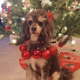 Entry image for Charlie