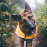 Entry image for Bella A.K.A. Queen B