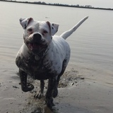 Entry image for Lola