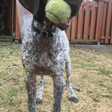 Entry image for Rocky 