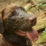 Entry image for Cocoa