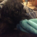 Entry image for Saydee