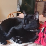 Entry image for Conan