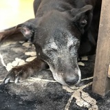 Entry image for Dakota