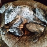 Entry image for Bluess