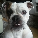 Entry image for India