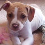 Entry image for Willow