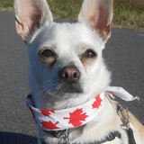 Entry image for Joey