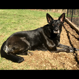 Entry image for Kody