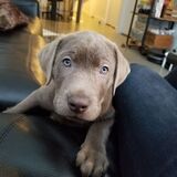 Entry image for Boomer