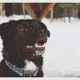 Entry image for Torq