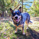 Entry image for Pepper