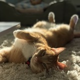 Entry image for Muffin