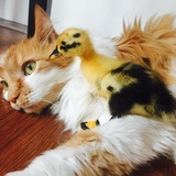 Entry image for Yubu 