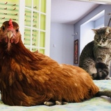 Entry image for Penny