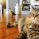 Entry image for Midas