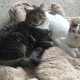 Entry image for Abbey & Lucy