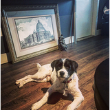 Entry image for Salty-Dog