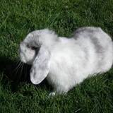 Entry image for Floppy 