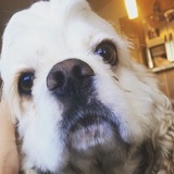 Entry image for Daisey 