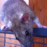 Entry image for Clover