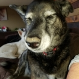 Entry image for Nellie