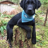 Entry image for Theodore