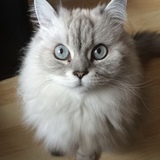 Entry image for Sophie